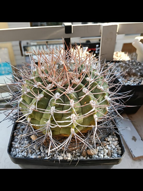 Gymnocalycium carminanthum 
