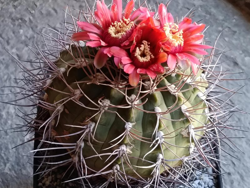 Gymnocalycium carminanthum 