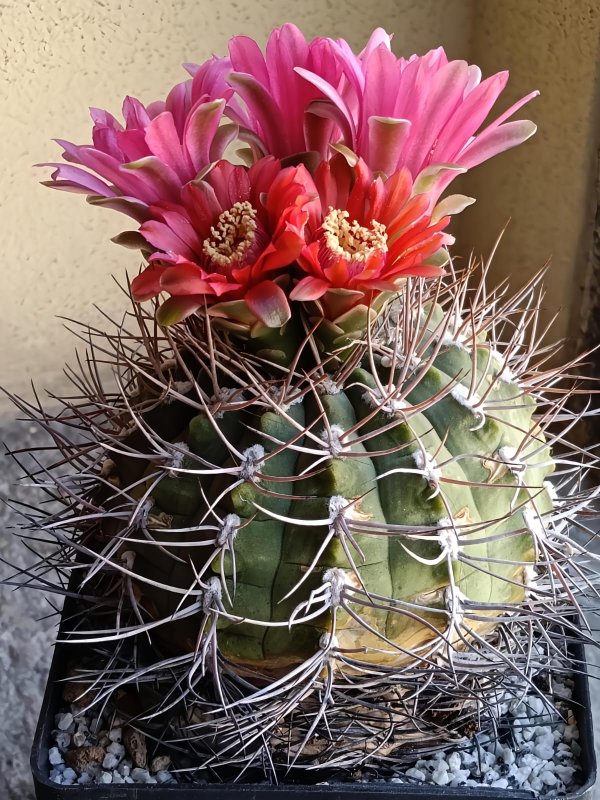 Gymnocalycium carminanthum 