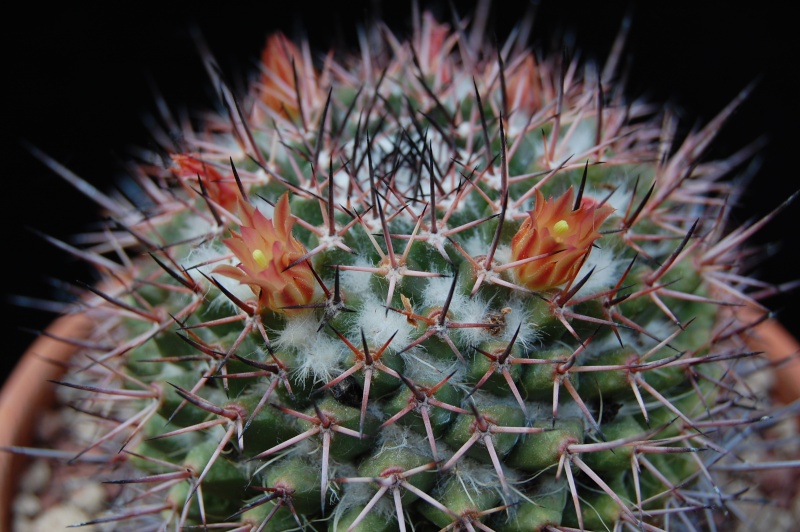 Mammillaria carnea v. cirrosa 