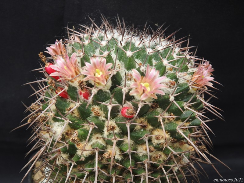 Mammillaria carnea rb 024