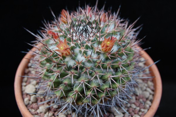 Mammillaria carnea v. cirrosa 