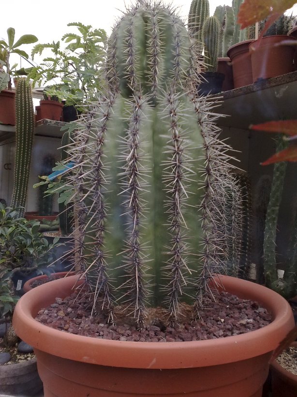 Carnegiea gigantea 