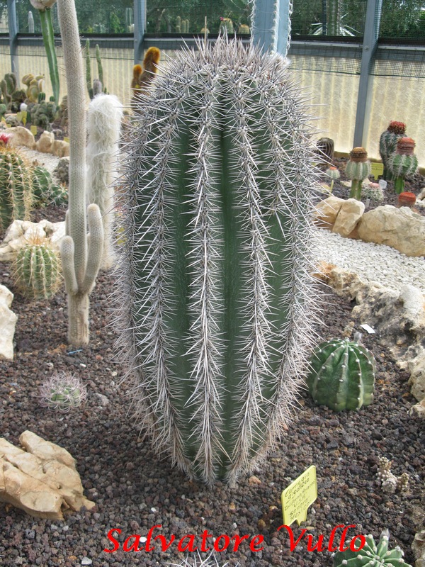 Carnegiea gigantea 