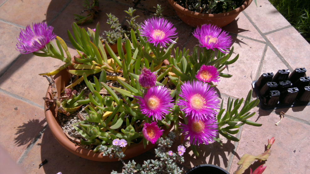 Carpobrotus edulis 