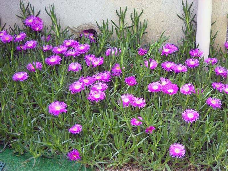 carpobrotus edulis