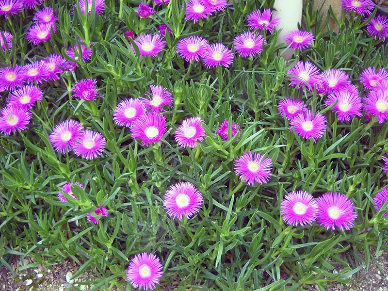 Carpobrotus edulis 