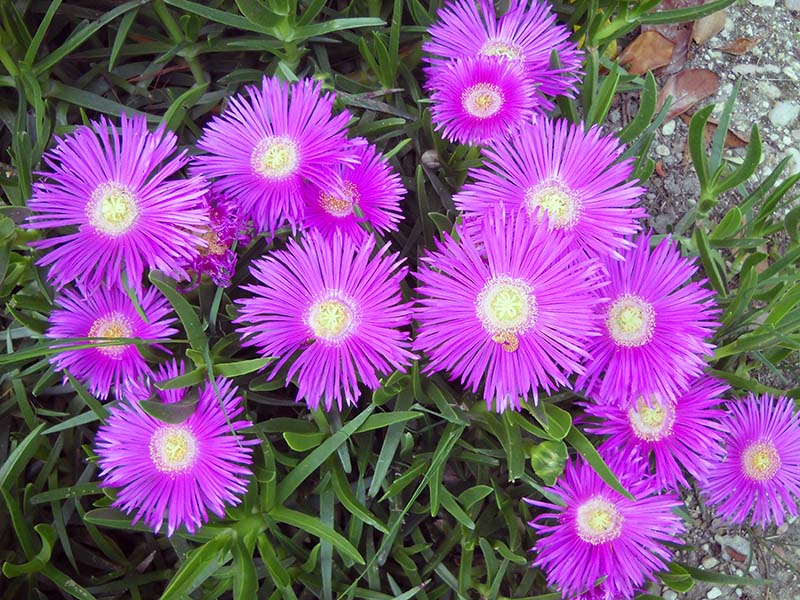 Carpobrotus edulis 