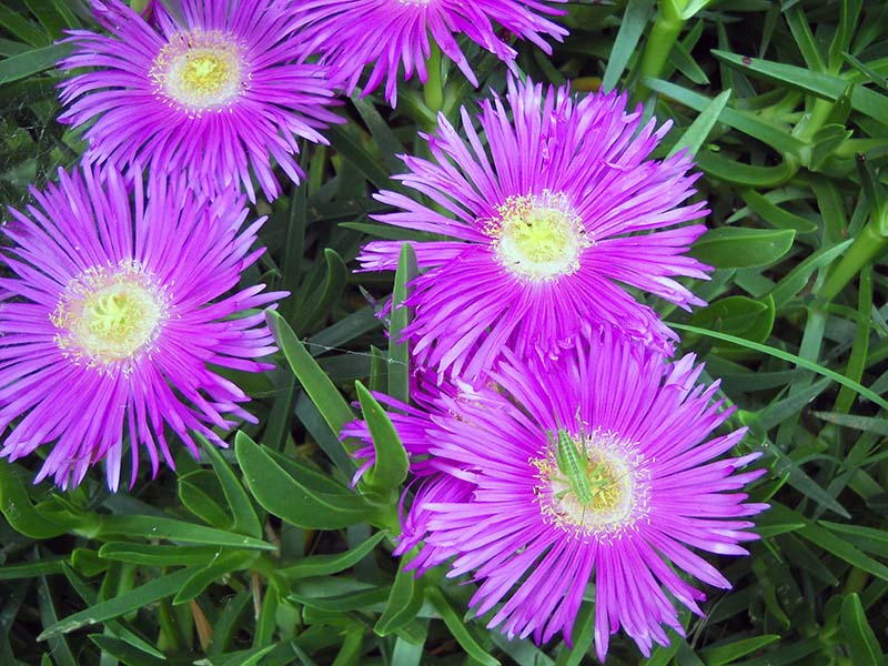 Carpobrotus edulis 