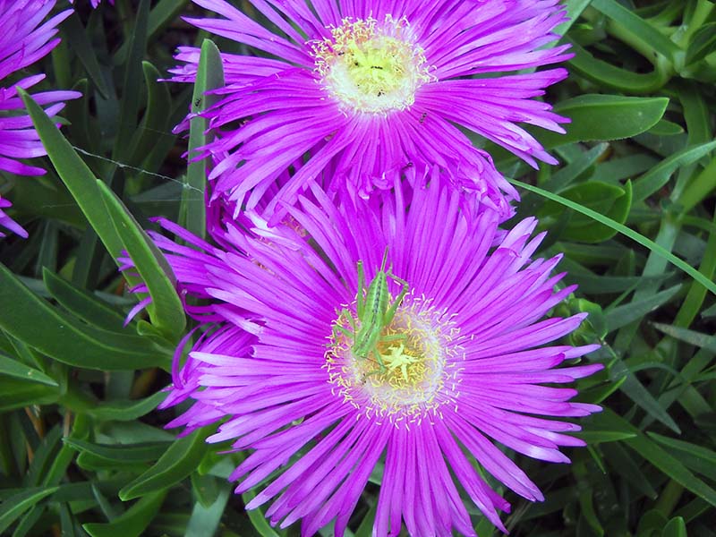 Carpobrotus edulis 