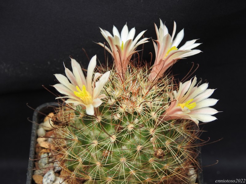 Mammillaria carretii 