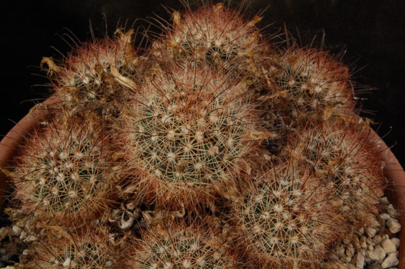 Mammillaria saffordii 