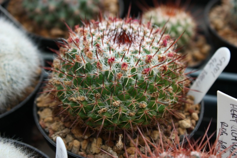 Mammillaria casoi GK 3824