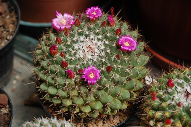 Mammillaria casoi ROG 374