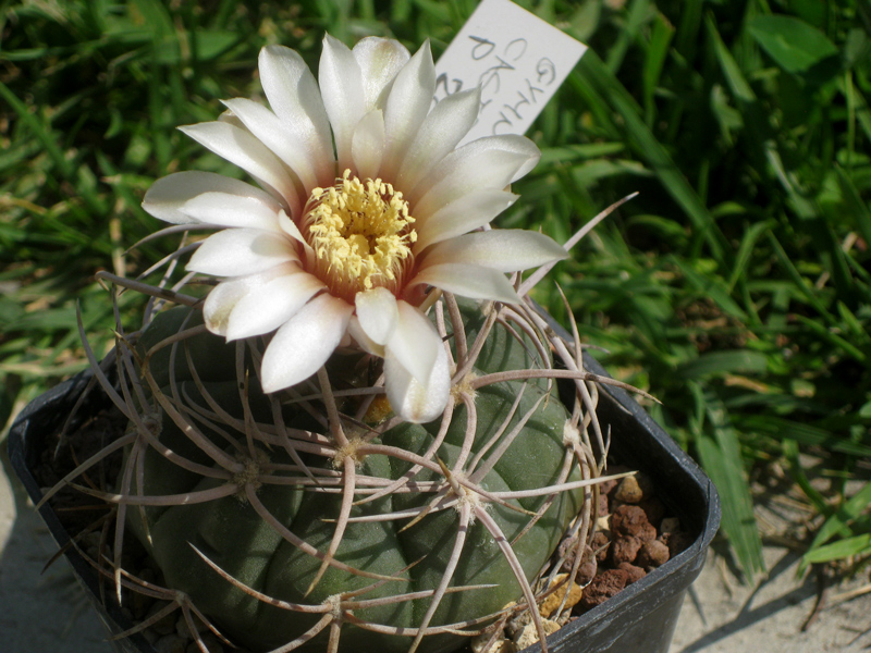 Gymnocalycium castellanosii P 209