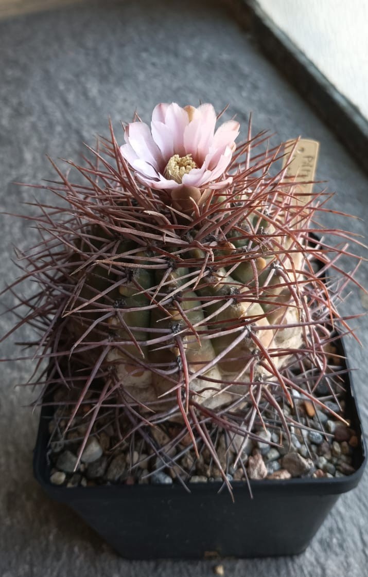 Gymnocalycium bozsingianum 