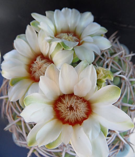 Gymnocalycium castellanosii ssp. ferocius 