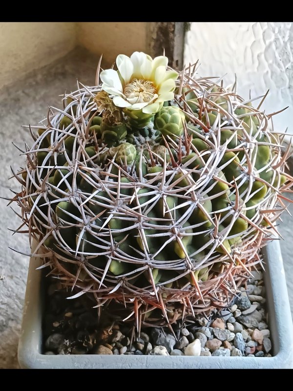Gymnocalycium castellanosii ssp. ferocius 