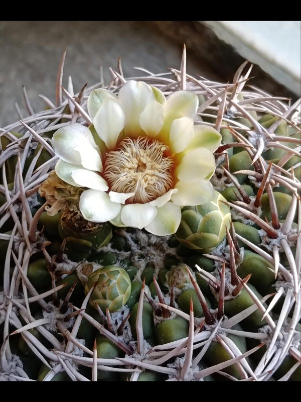 Gymnocalycium castellanosii ssp. ferocius 