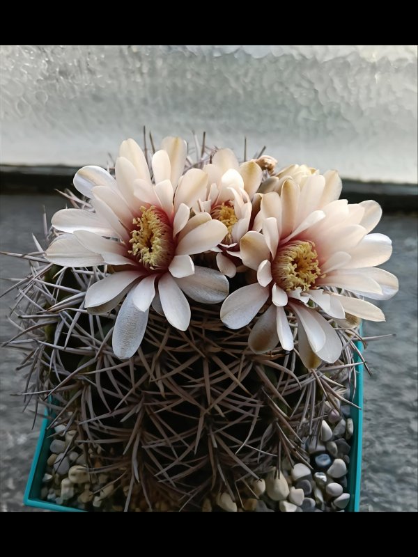 Gymnocalycium castellanosii ssp. ferocius ht 503