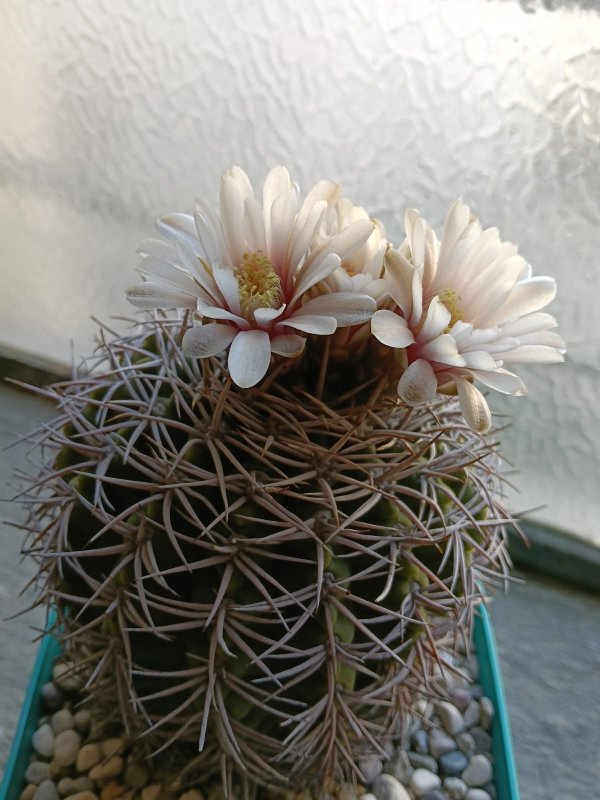 Gymnocalycium castellanosii ssp. ferocius ht 503