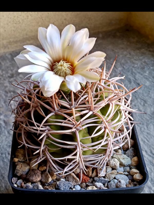 Gymnocalycium castellanosii ssp. ferocius mt 08-412