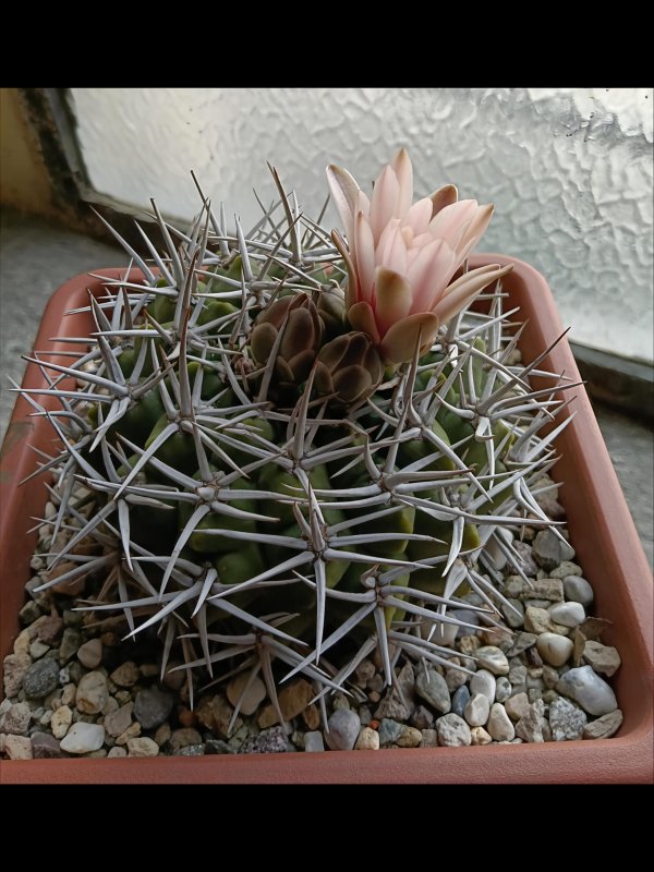 Gymnocalycium castellanosii ssp. ferocius 