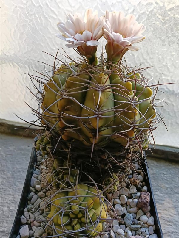 Gymnocalycium catamarcense 