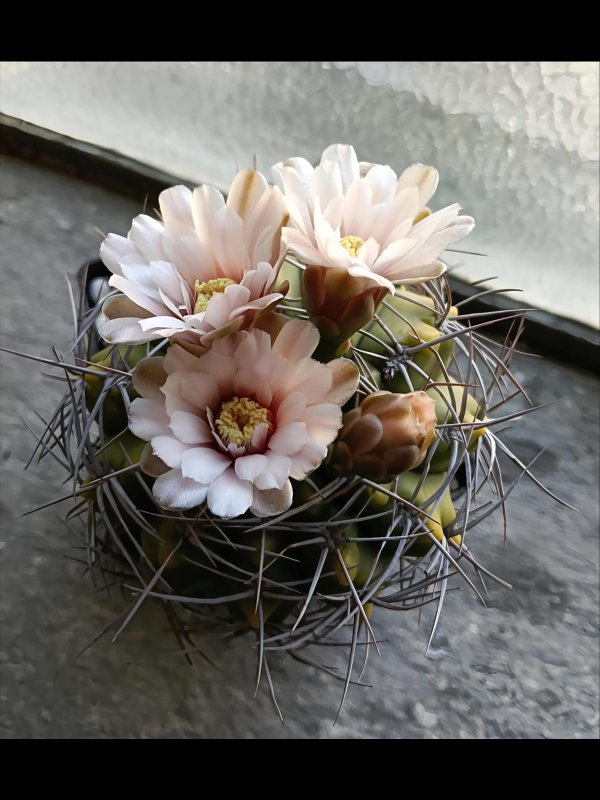 Gymnocalycium catamarcense 