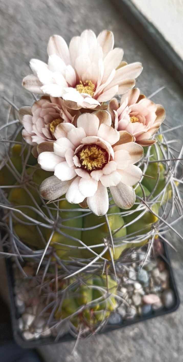 Gymnocalycium catamarcense 