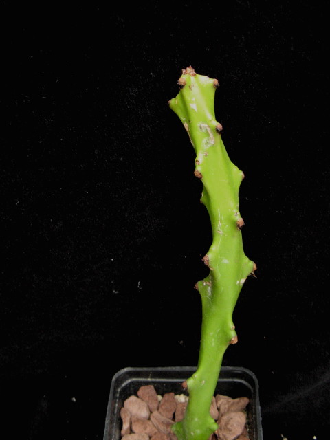 Euphorbia cattimandoo 