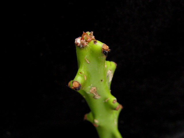 Euphorbia cattimandoo 