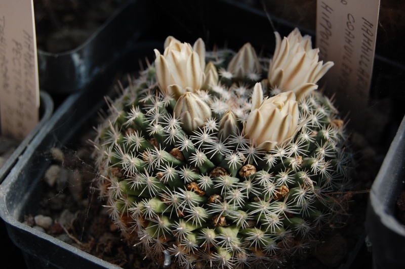 Mammillaria coahuilensis SB 699