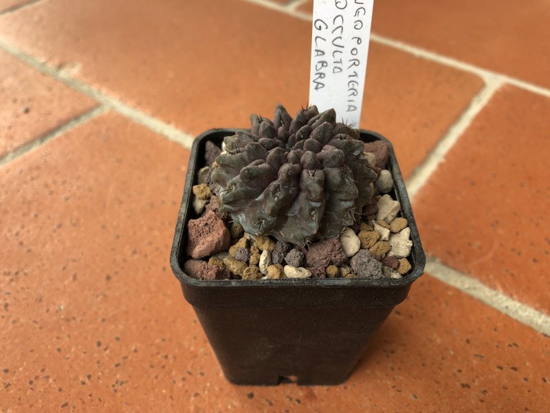 neoporteria occulta v. glabra