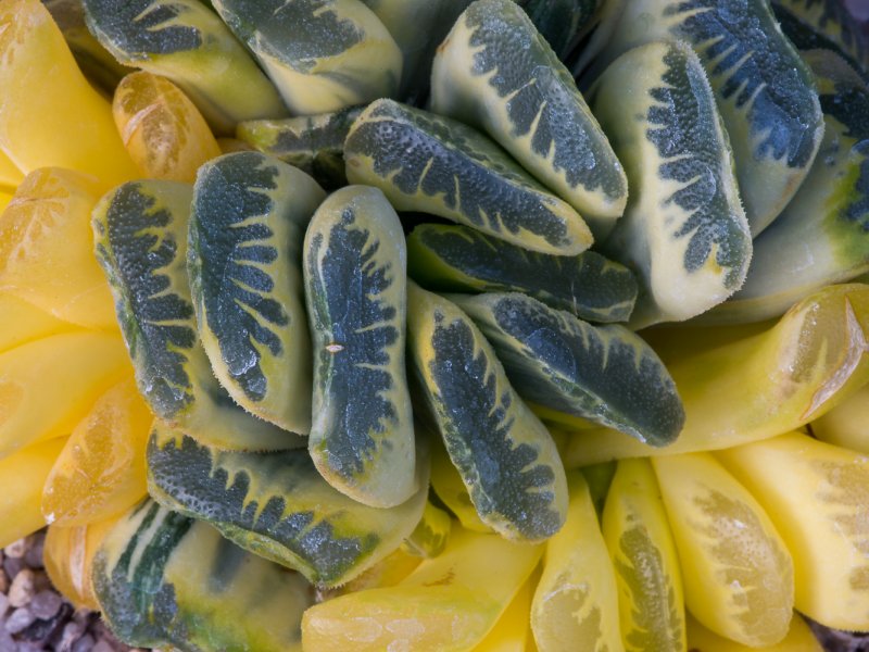 Haworthia truncata 