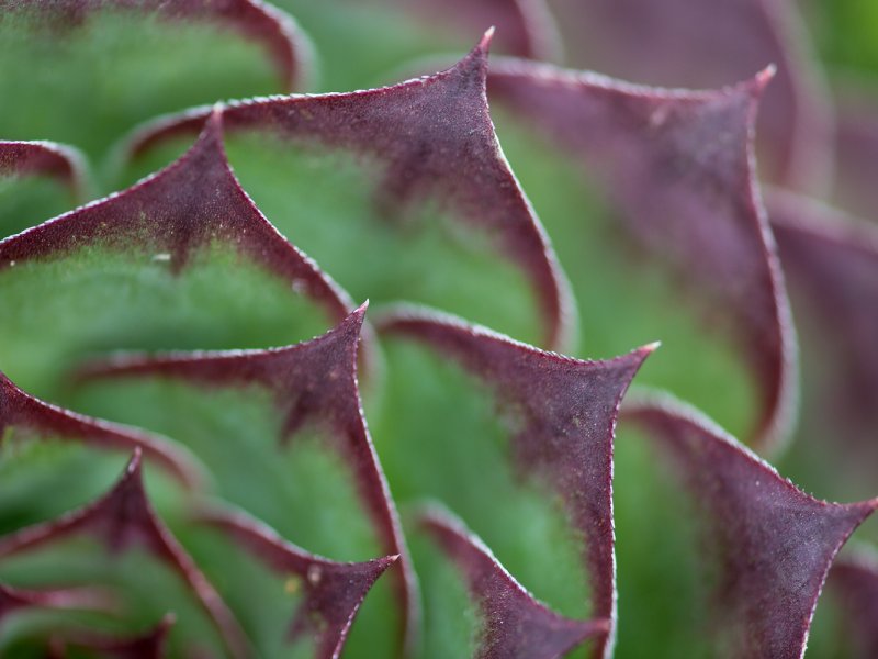 Sempervivum tectorum 