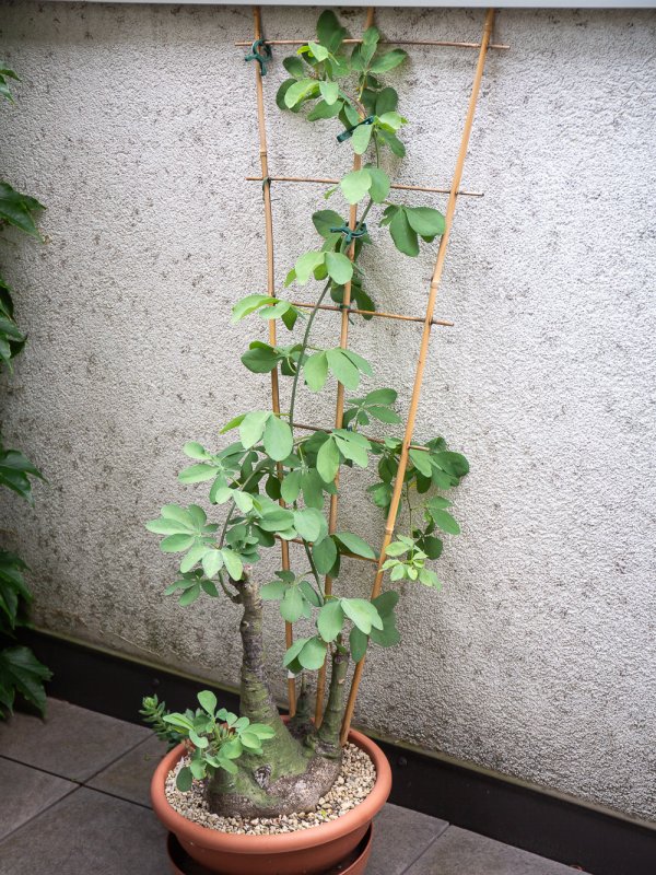 Adenia glauca 