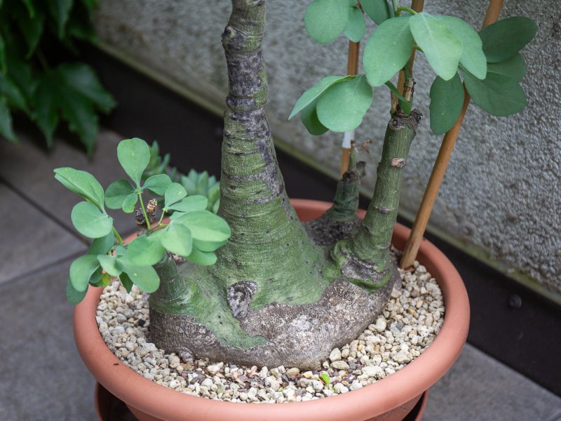 Adenia glauca 
