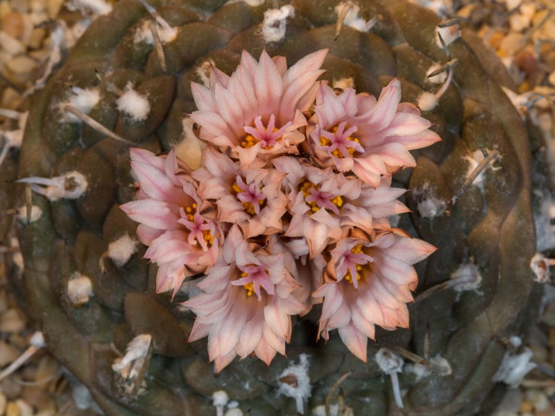 Turbinicarpus jauernigii 