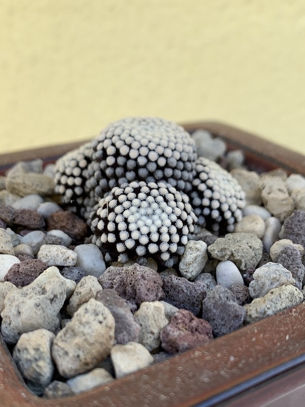 Mammillaria luethyi  