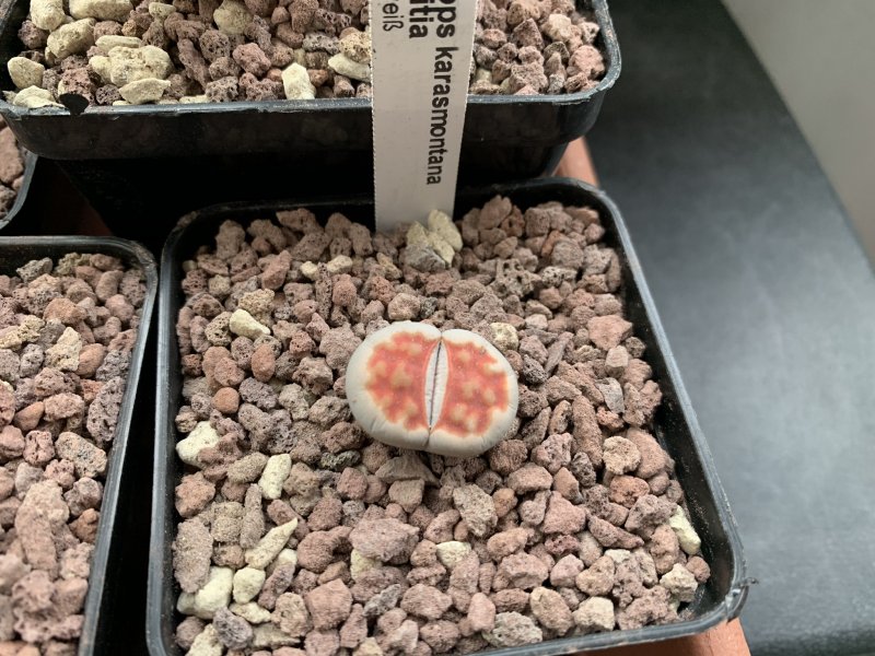 Lithops karasmontana v. lateritia 