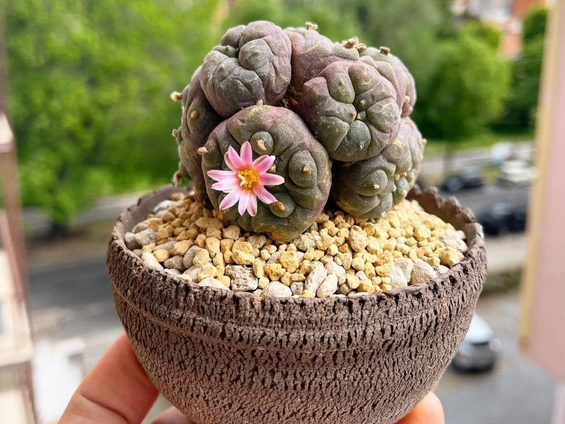 Lophophora fricii v. koehresii 