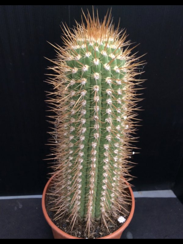 Trichocereus chiloensis ssp. litoralis 