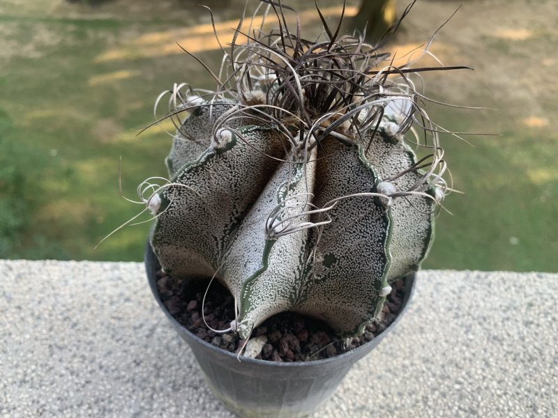 Astrophytum capricorne 