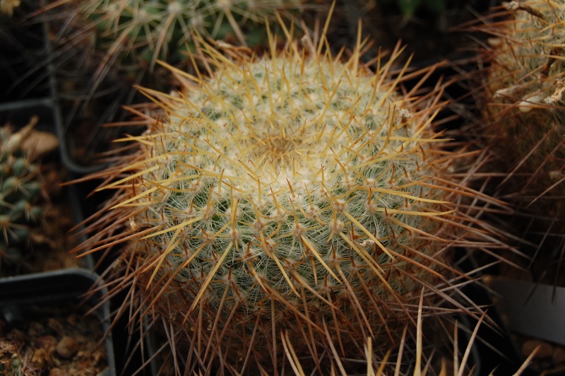 Mammillaria celsiana CH 366