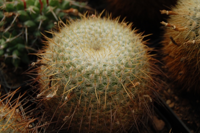 Mammillaria celsiana CH 366