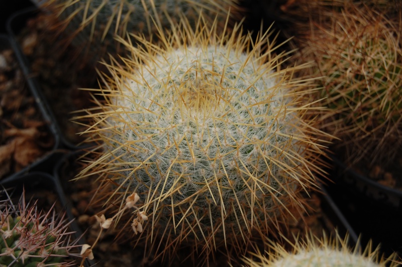 Mammillaria celsiana 