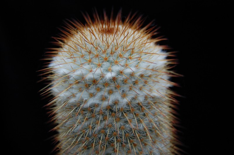 mammillaria dixanthocentron celsiana