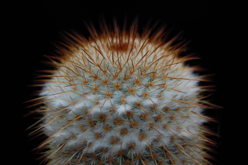 Mammillaria dixanthocentron celsiana 