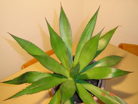 Agave celsii 